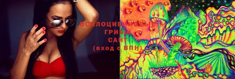 Псилоцибиновые грибы Psilocybe  МЕГА ссылка  Баксан 